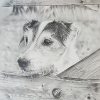 Pencil portrait of a Jack Russell commission