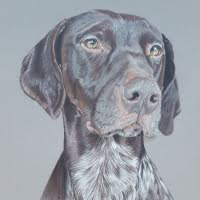 Coloured pencil portrait of a German Short-haired Pointer commission
