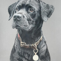Labrador coloured pencil portrait commission