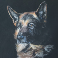 Pastel portrait of a German Shepherd original