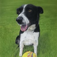 Pastel original of a Border Collie