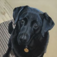 Pastel original of a Labrador