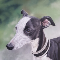 Pastel portrait of a Whippet commission