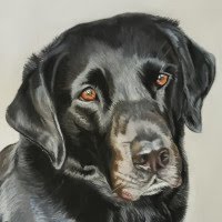 Pastel portrait of Labrador
