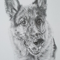 Pencil portrait of a German Shepherd commission