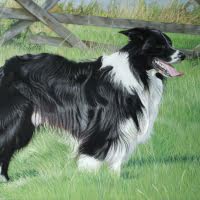 Pastel portrait of a Border Collie