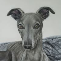Pastel portrait of a Whippet