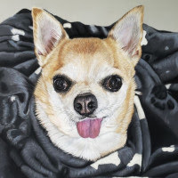 Pastel portrait of a Chihuahua