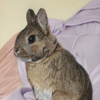 Pastel original of a Rabbit