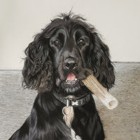 Pastel portrait of Spaniel