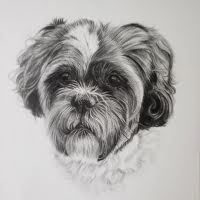 Graphite portrait of a Cavapoo