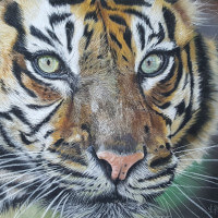Pastel portrait of a tiger original