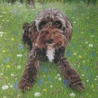 Pastel original of a Cockerpoo