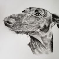 Graphite portrait of a Whippet